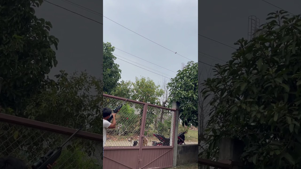 Cacer&iacute;a de palomas con rifle de de resorte 5.5 diabolos.