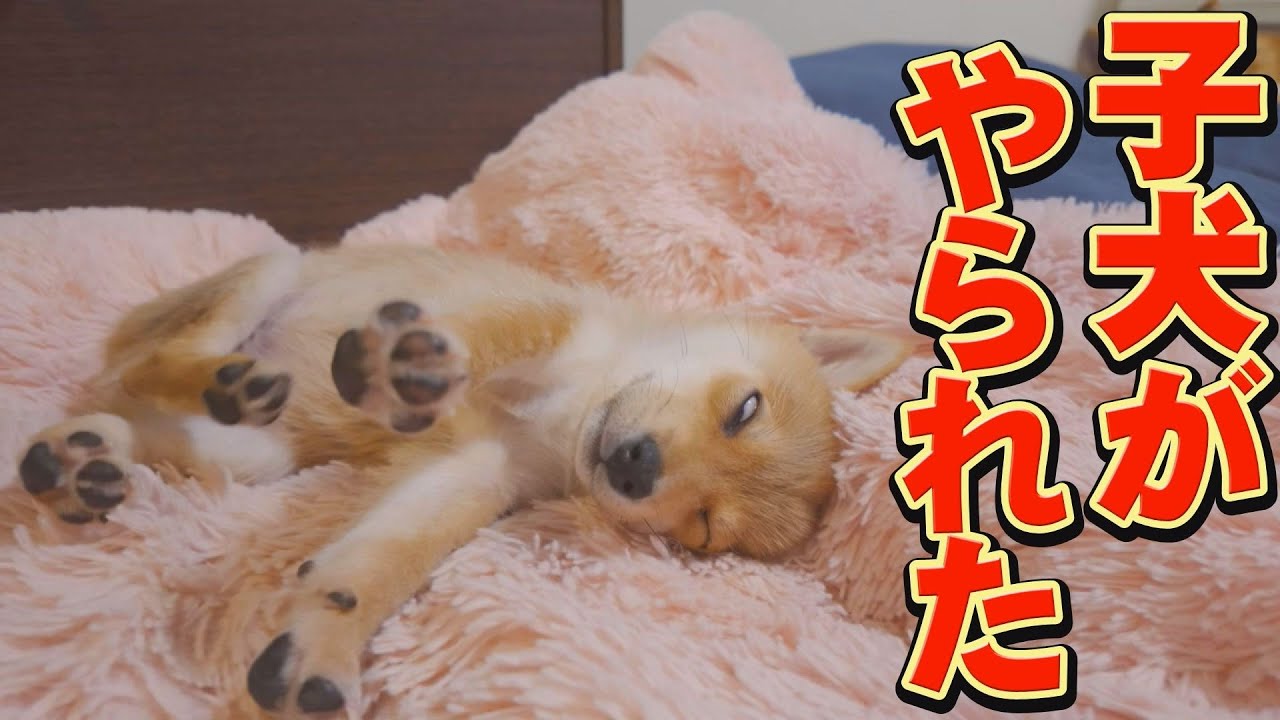 姉柴犬に、ノックアウトさせられてしまう子犬・・・