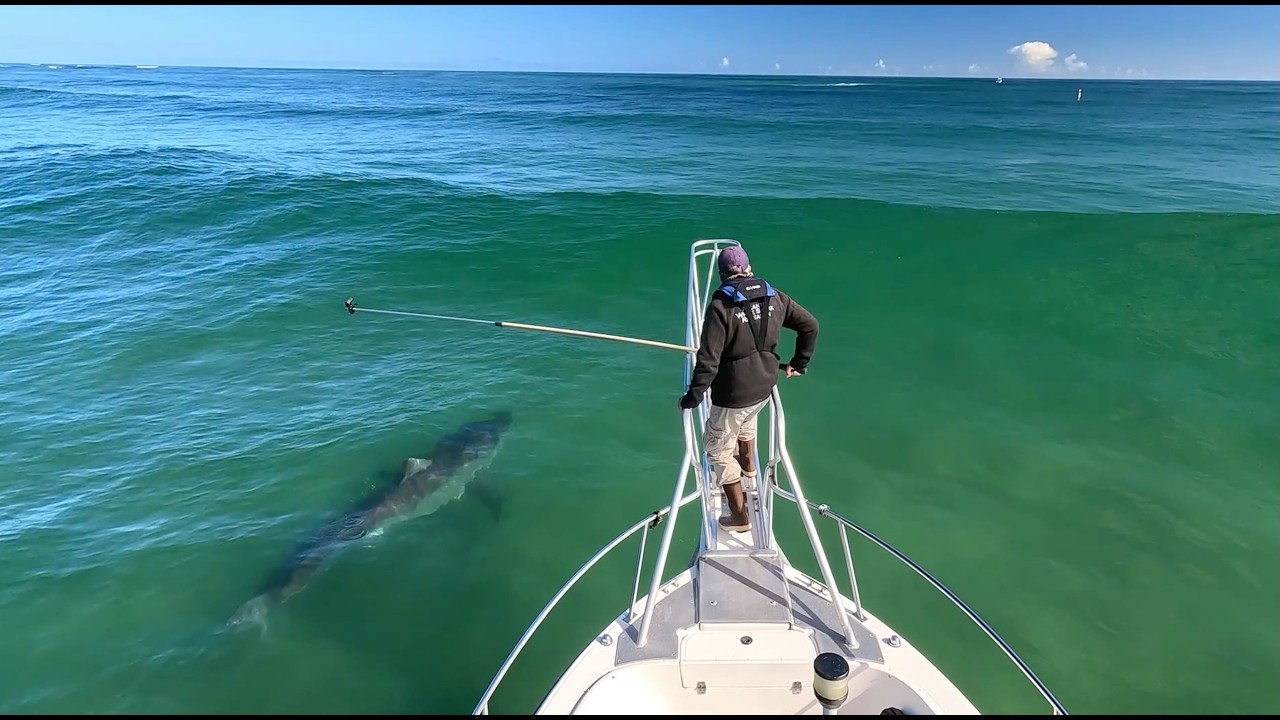 Working with White Sharks in the Surf on Cape Cod
