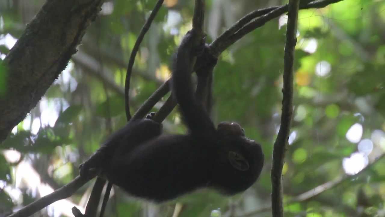 Kale, the bonobo infant at the age of 11 months