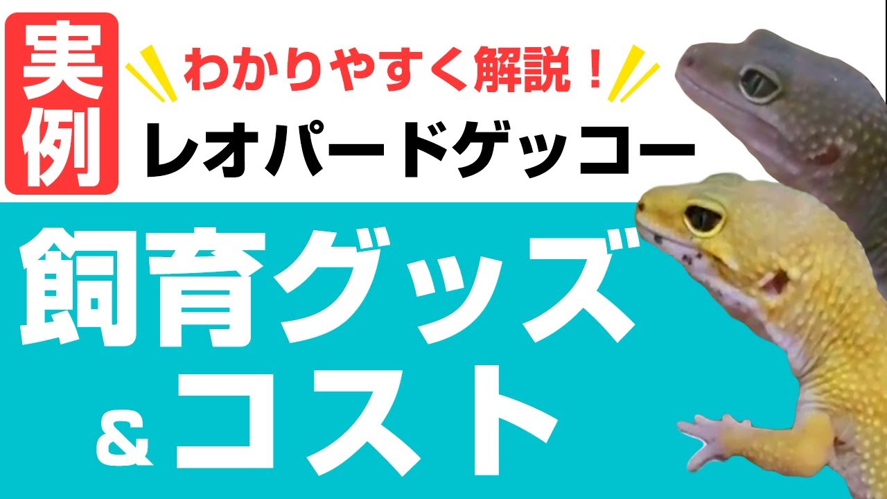 【実例】レオパの飼育グッズと費用を紹介します[レオパードゲッコー/ヒョウモントカゲモドキ]