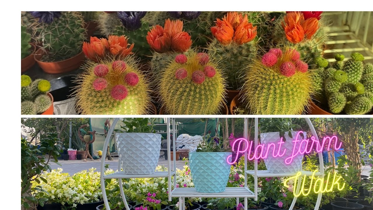 Mini nursery || Garden walk || cactus collections