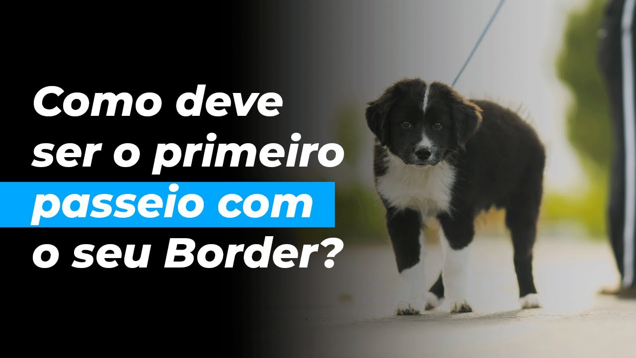 Como deve ser o primeiro passeio do seu Border Collie?