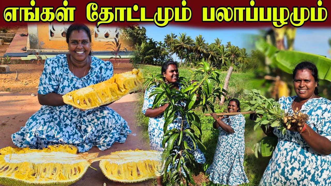 எங்கள் தோட்டத்தை சுற்றி பார்ப்போம் | Our Village garden ♥️ vanni vlog