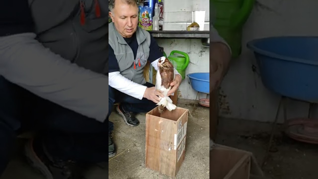 Balon Güvercinlerin de meydana gelen kursak sarkması Tedavisi