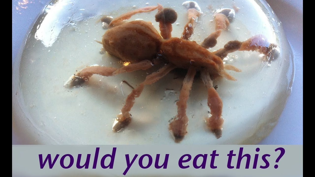 WOULD YOU EAT A SPIDER? Food Art Jello Art HOW TO COOK THAT Ann Reardon