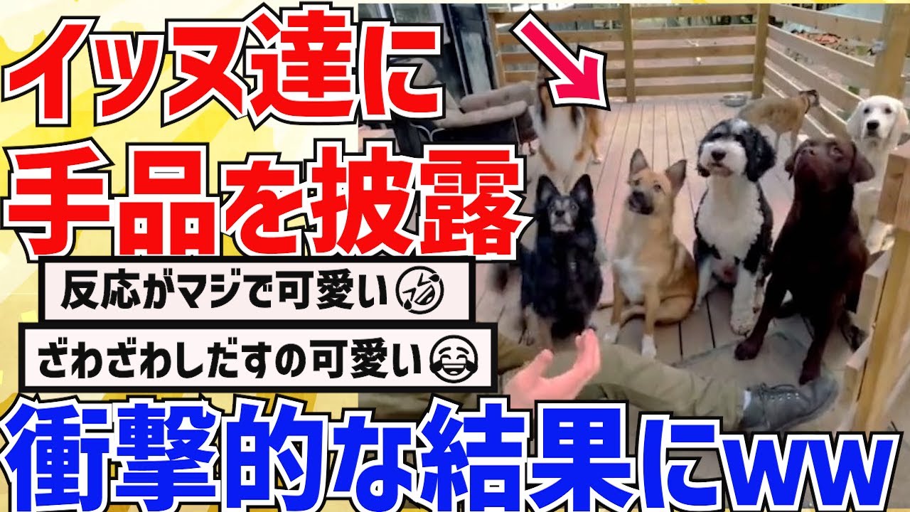 【2ch動物スレ】イッヌ達に手品を披露してみたら→お前らの想像の100倍衝撃的な結果だった件ｗｗｗｗｗｗ