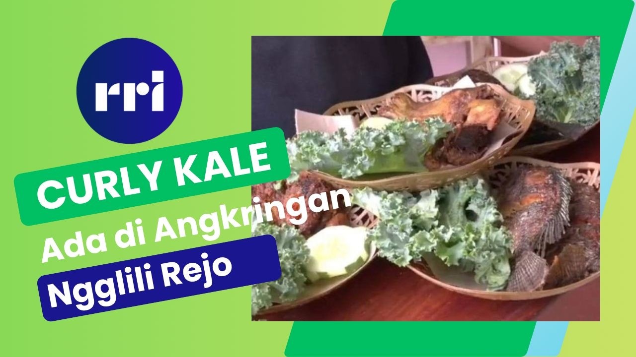 POTENSI DAERAH - CURLY KALE DI ANGKRINGAN NGGLILI REJO