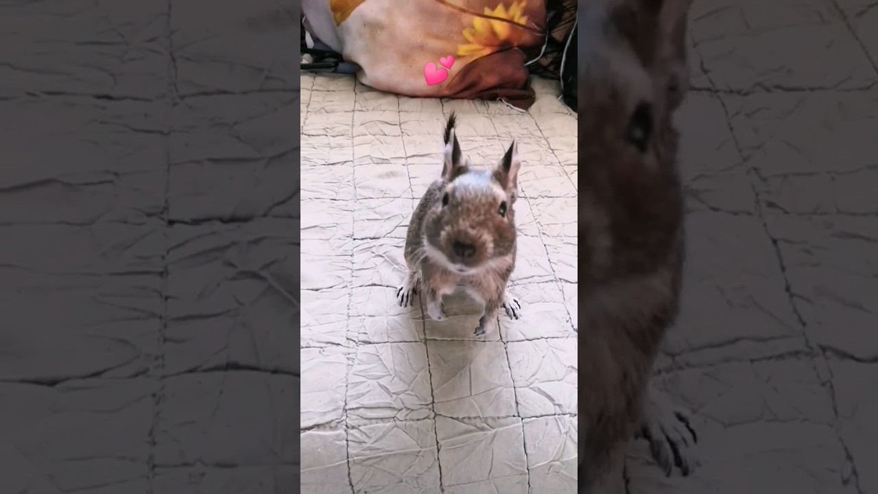 Sisi💕 the life of degus‼️‼️ #funny #animals #degu #pet #shorts