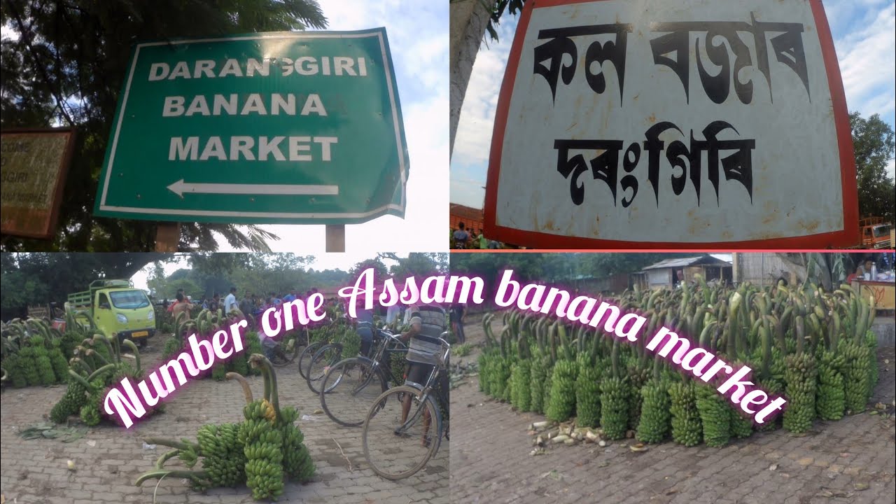 DARANGGIRI BANANA 🍌🍌 MARKET ASSAM Market Video ll banana market full video 14 September 2023