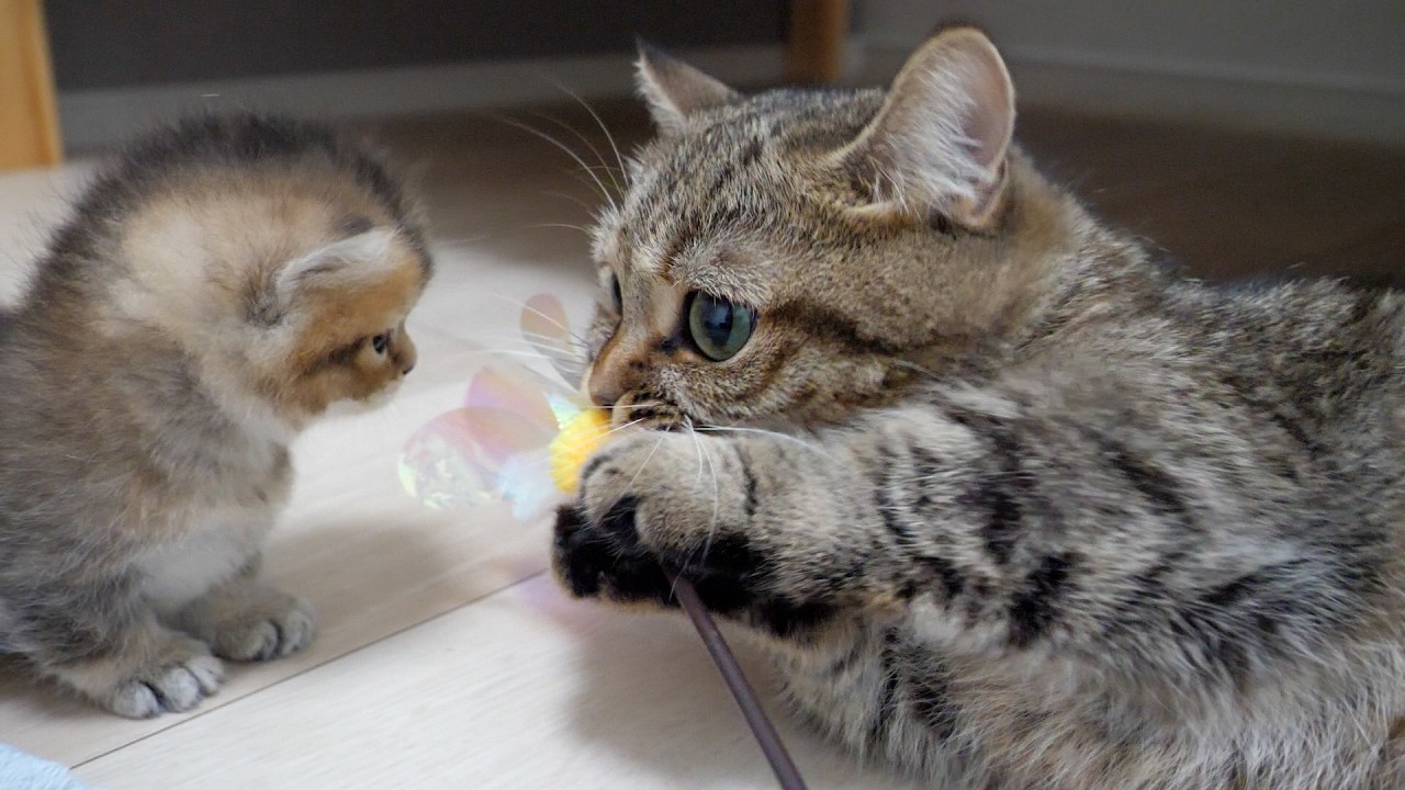 Cute kitten learning how to play with a toy from its mother cat.