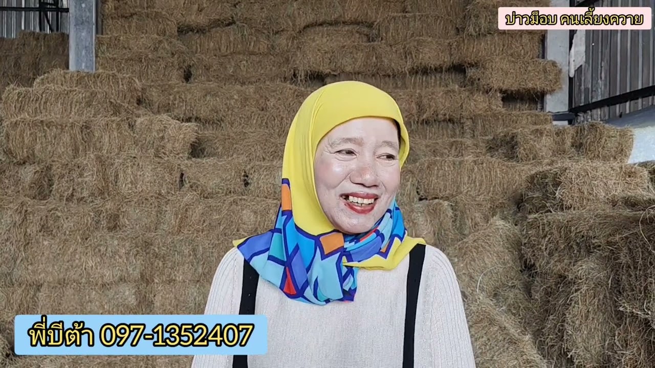 Ep.1415 ขายหญ้าแพงโกล่าอัดก้อน #วัว #animals #farming #ควาย