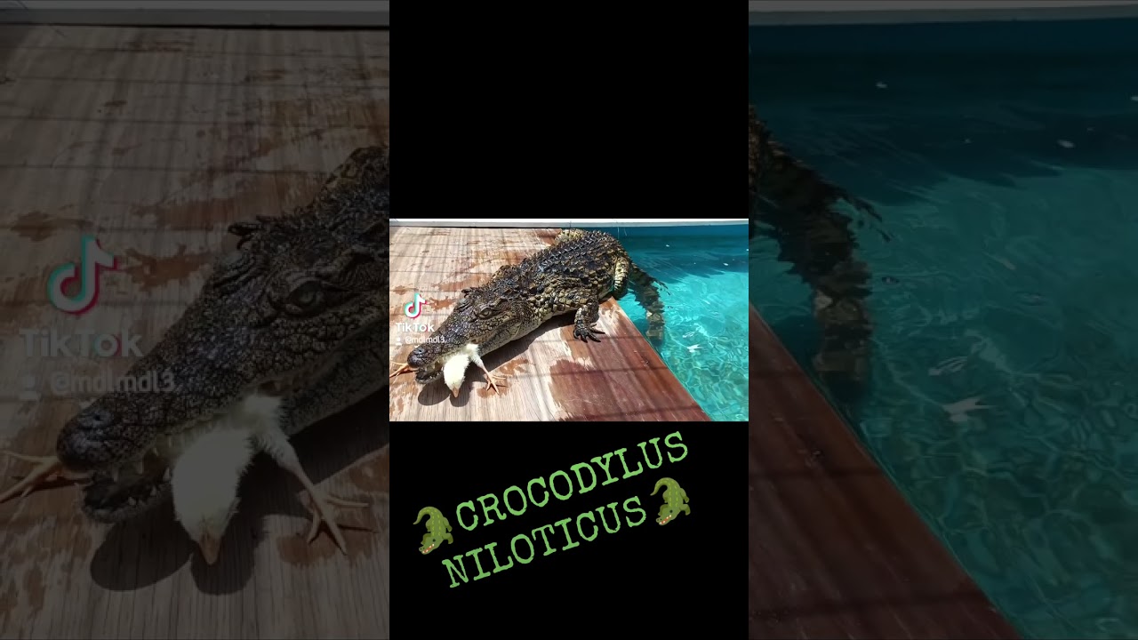 🐊ALIMENTANDO A COCODRILO DEL NILO🐊