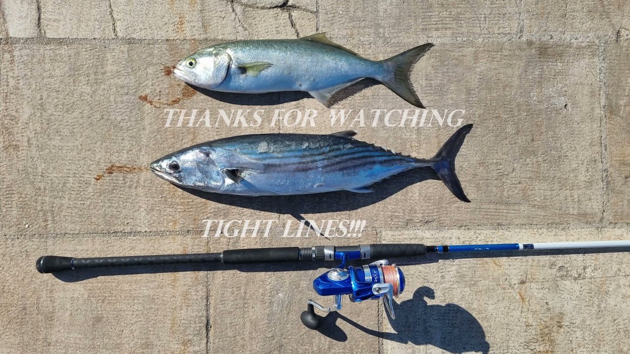 Mali Losinj Fishing - Bonito (Palamida) & Bluefish (Strijelka)
