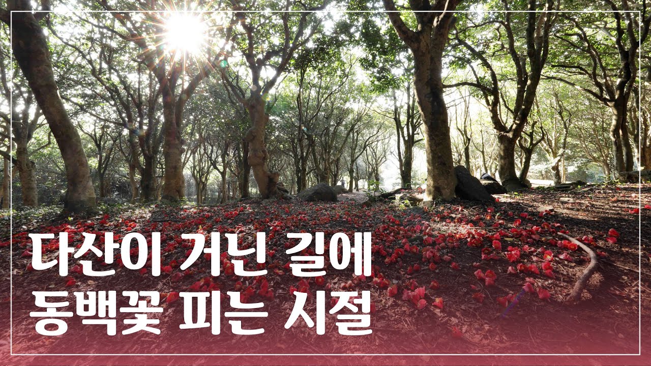 다산이 거닌 길에 동백꽃 피는 시절 [이제는 국가유산]