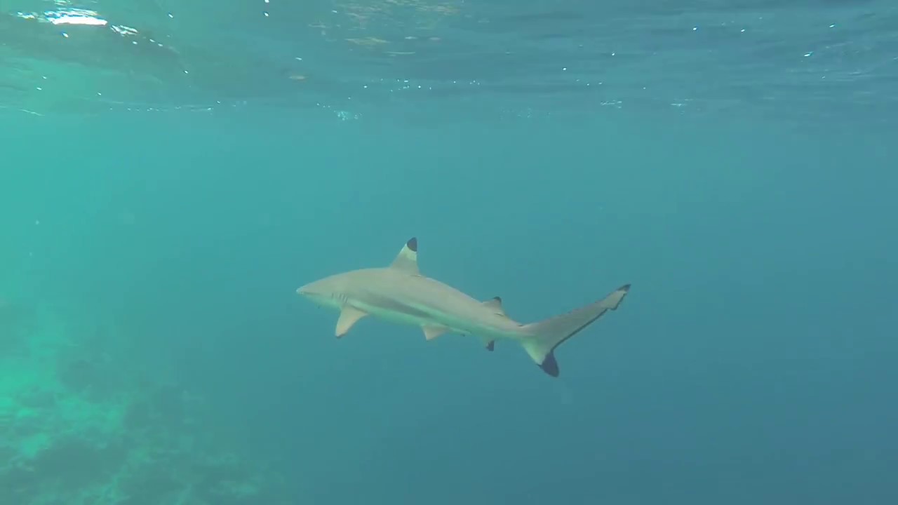 Sharks and Snorkelling Bandos Maldives October/November