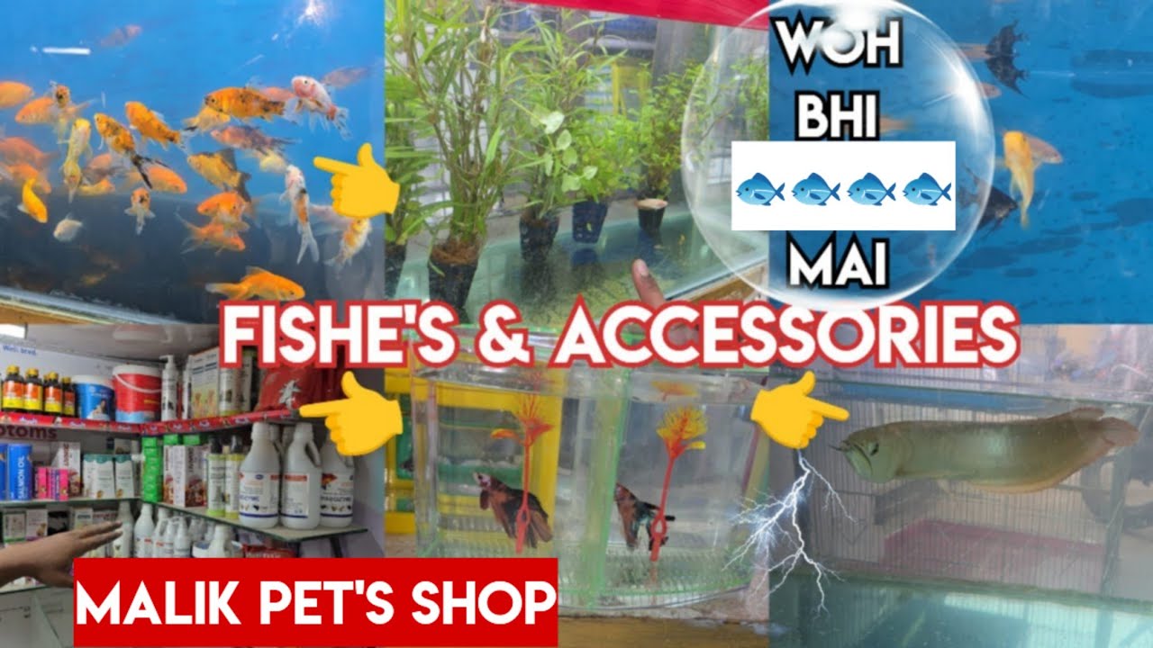 Malik pet's shop in Tolichowki MD line's | best on pet's Fishe's & accessories available Hyd