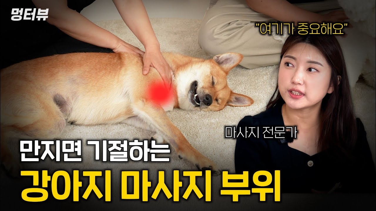 손만 대도 기절하는 강아지 마사지? 부위별로 제대로 알려드립니다 (강도, 효과, 적정시간) | 멍터뷰ep.24