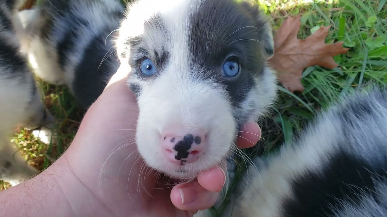 Adventure Walk With Blue Merle Border Collie Puppies #bordercolliepuppy #bordercolliebreeder