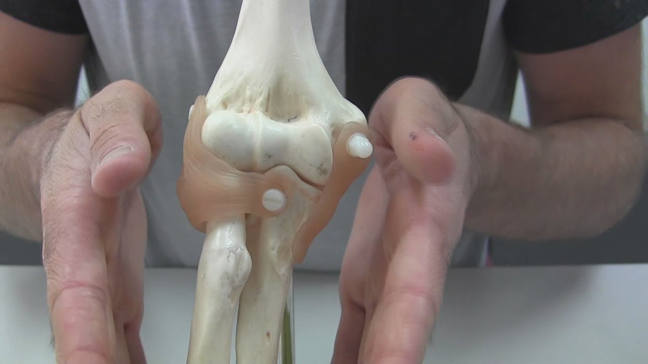 Fucntions of the Elbow Ligaments