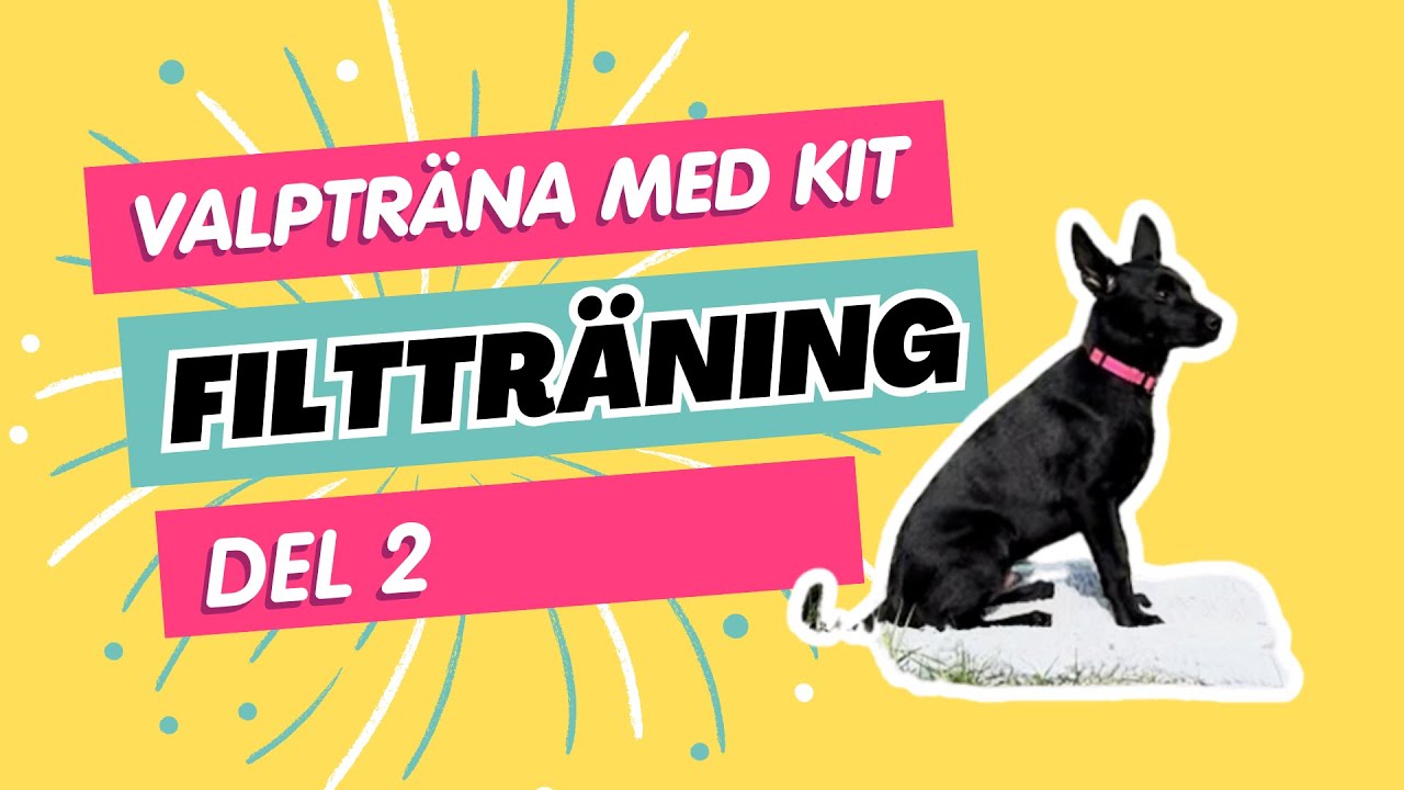 Valpträning | Filtträning del 2