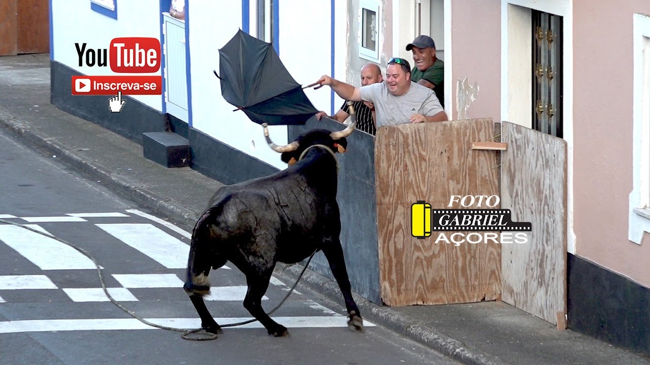 Festas da Agualva Tourada à Corda 17- 8- 2024 Ilha Terceira Açores