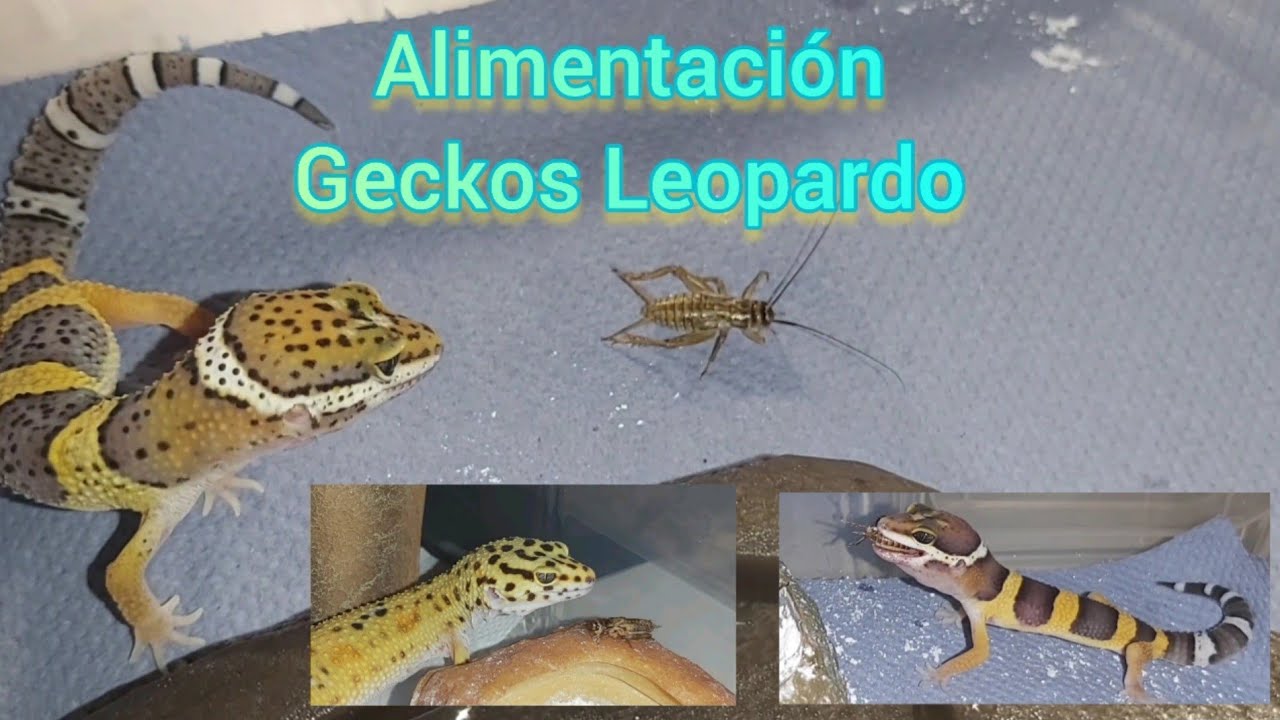Todo sobre alimentación de Gecko Leopardo.🦎🦗🪳🪱
