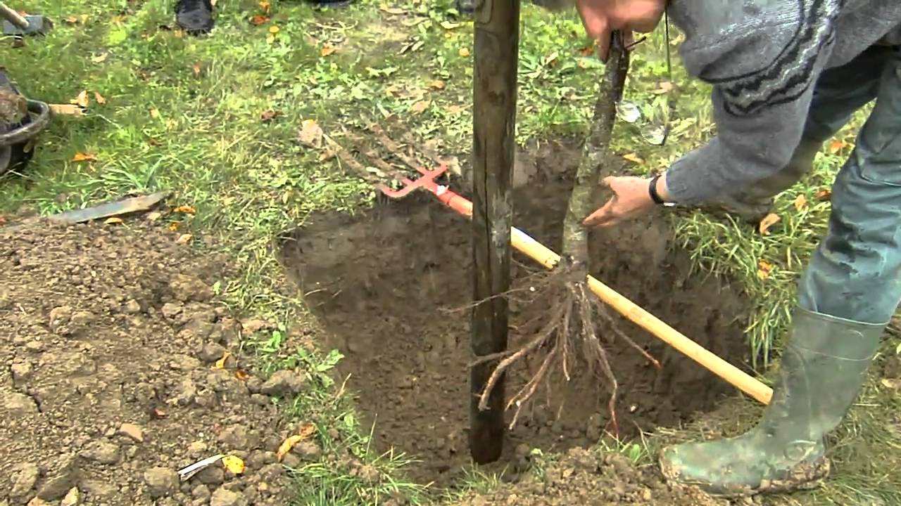 Ecomusée Savigny.mov
