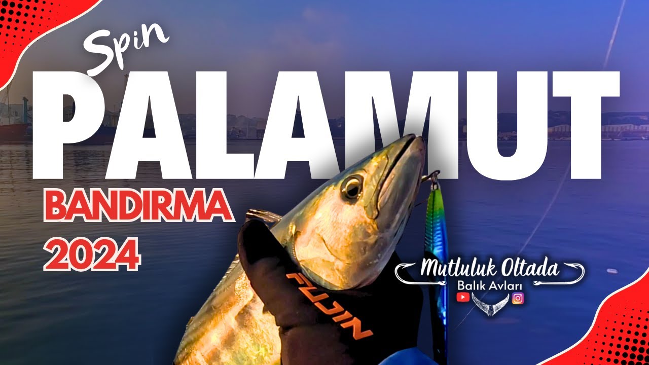 PALAMUT 2024 BANDIRMA !!