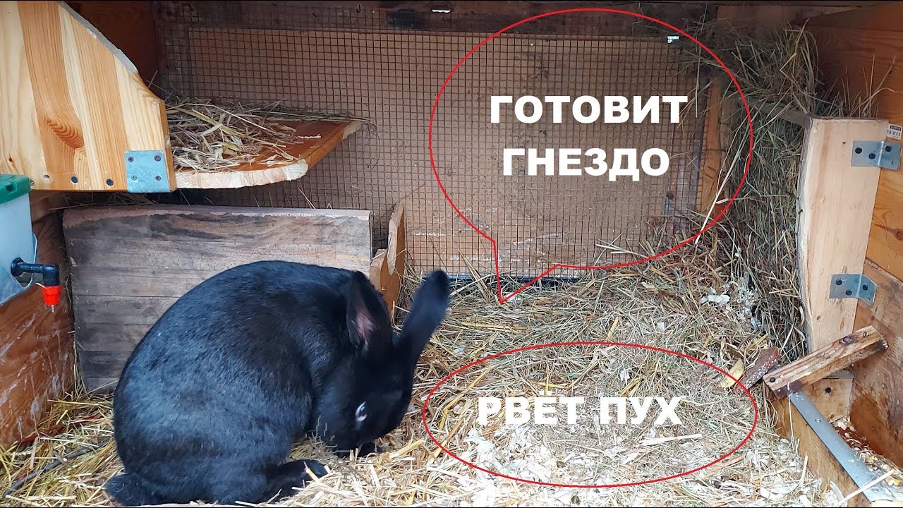 КРОЛЬЧИХА ГОТОВИТСЯ К ОКРОЛУ🐰КРОЛИКИ🐰МОЯ ДАЧА⛪ГЕРМАНИЯ