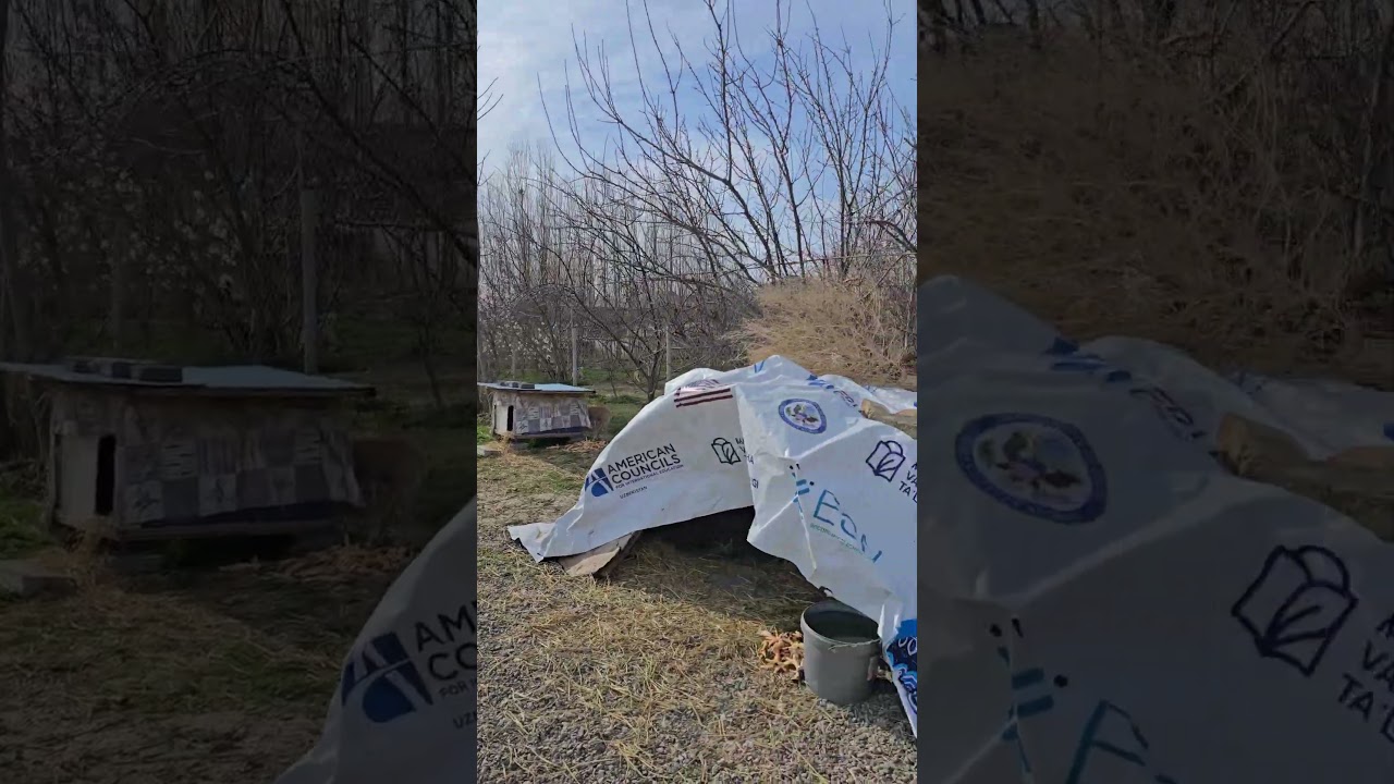 Клепа  в своей стихии #приюткарипиди #приютдлясобак #помощьсобакам #приютдляживотных