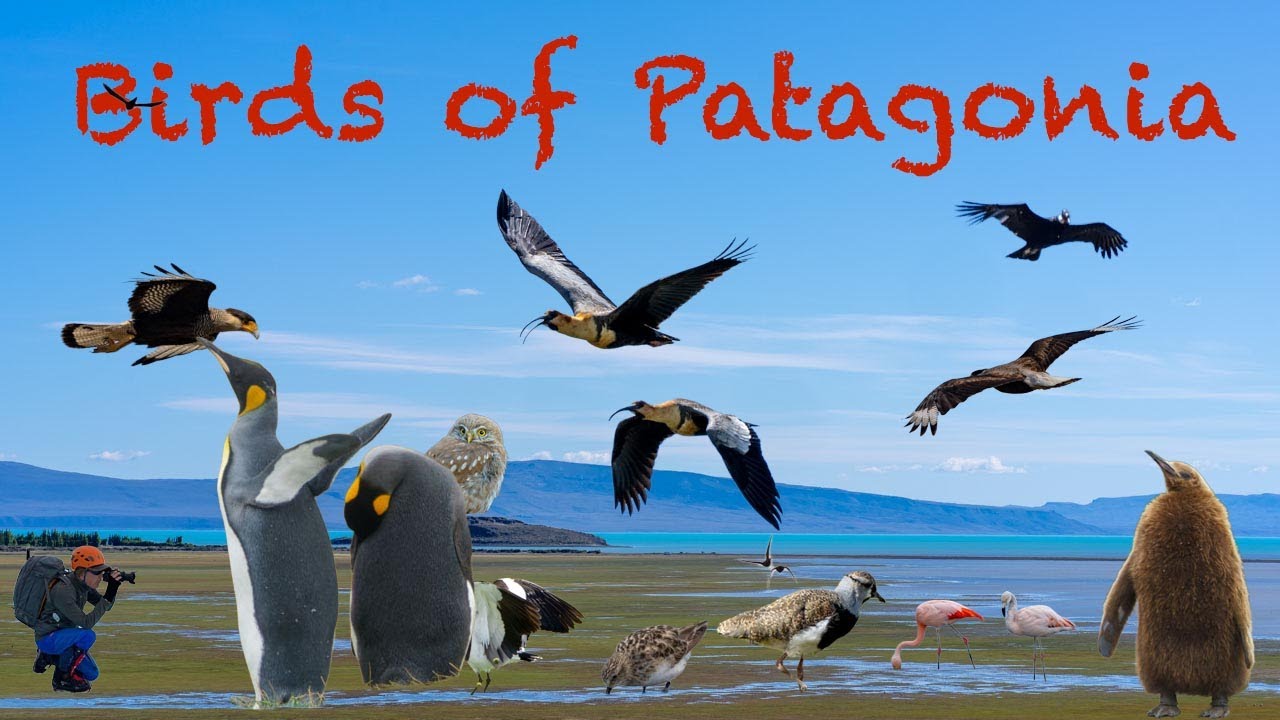 Birds of Patagonia - Aves de la Patagonia