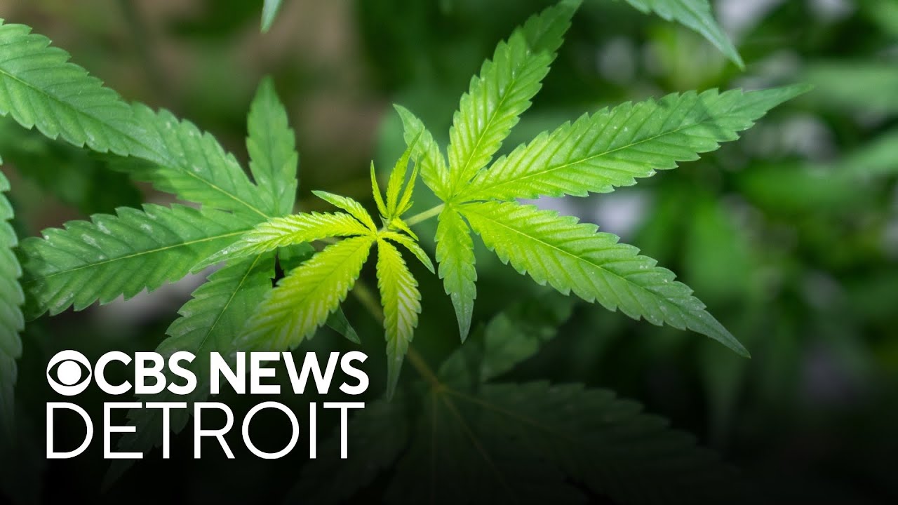 Michigan business owners react to order federally reclassifying marijuana