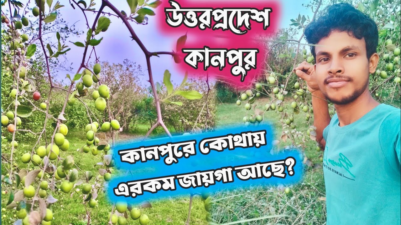 উত্তরপ্রদেশের কানপুরে কুল বাগান দেখুন 😍  Sarsaiya Ghat Kanpur 📍