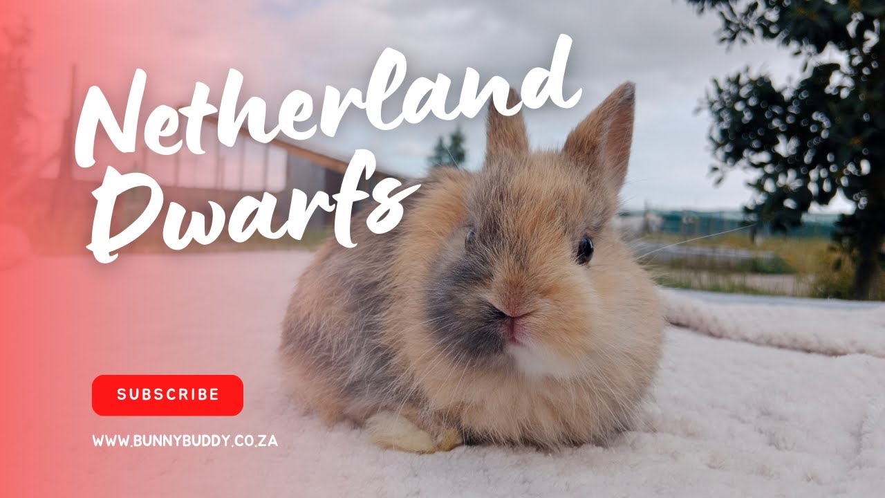 Netherland Dwarf Bunnies