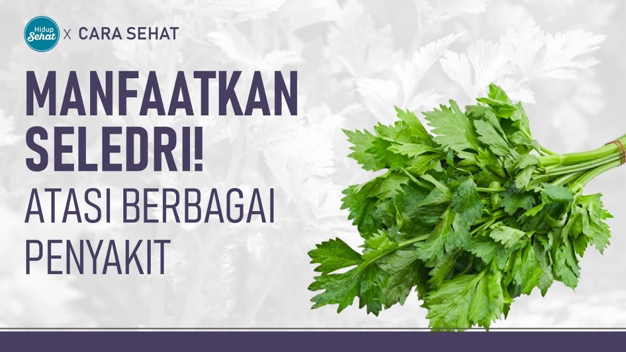 Cara Membuat Rebusan Seledri Untuk Atasi Hipertensi dan Asam Urat | Hidup Sehat tvOne
