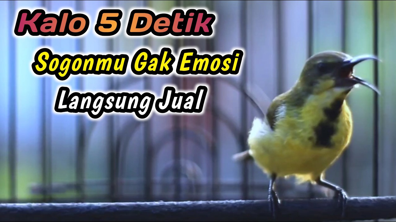 CUIT CUIT CERRR PANCINGAN PENGGACOR PALING AMPUH UNTUK SEMUA SOGON‼️HITUNGAN DETIK LANGSUNG GACORDOR