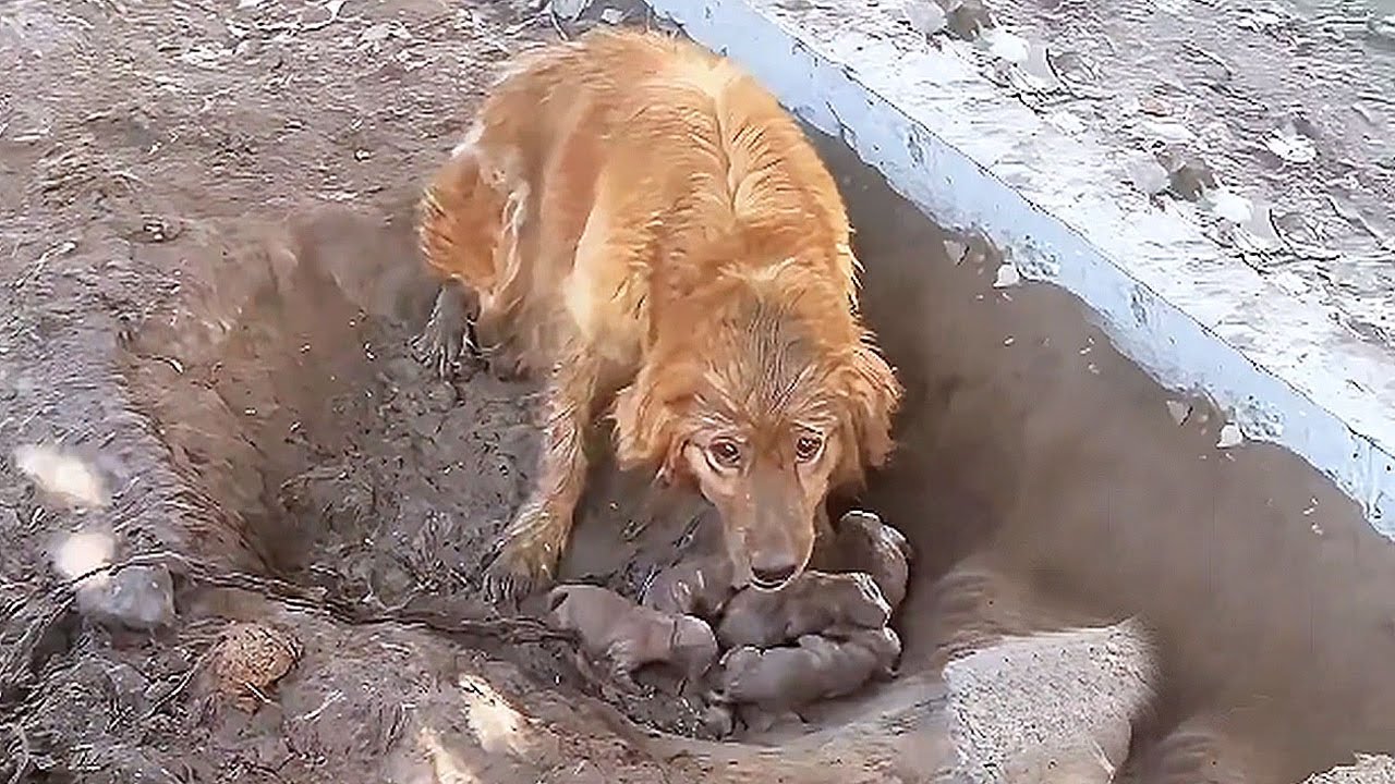 Прикованная цепью собака родила щенков в грязной яме; щенки покрыты грязью и кувыркаются