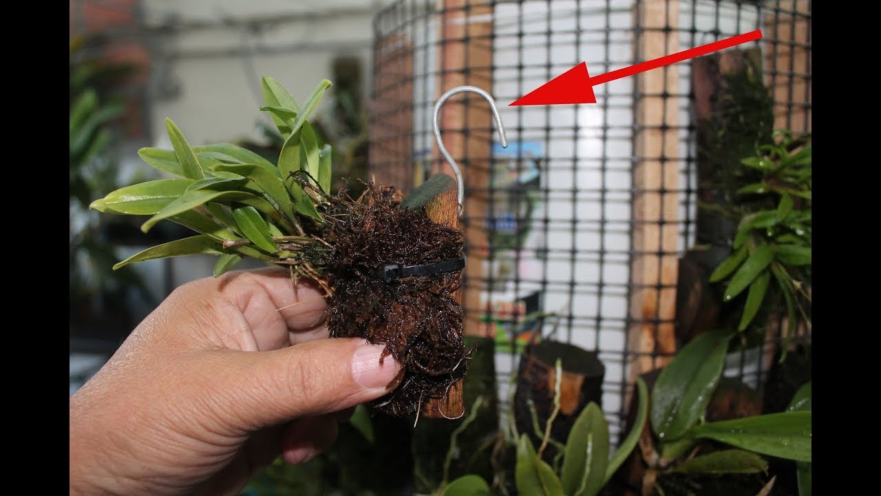 Como construir un cilindro giratorio para orquideas cultivadas en troncos
