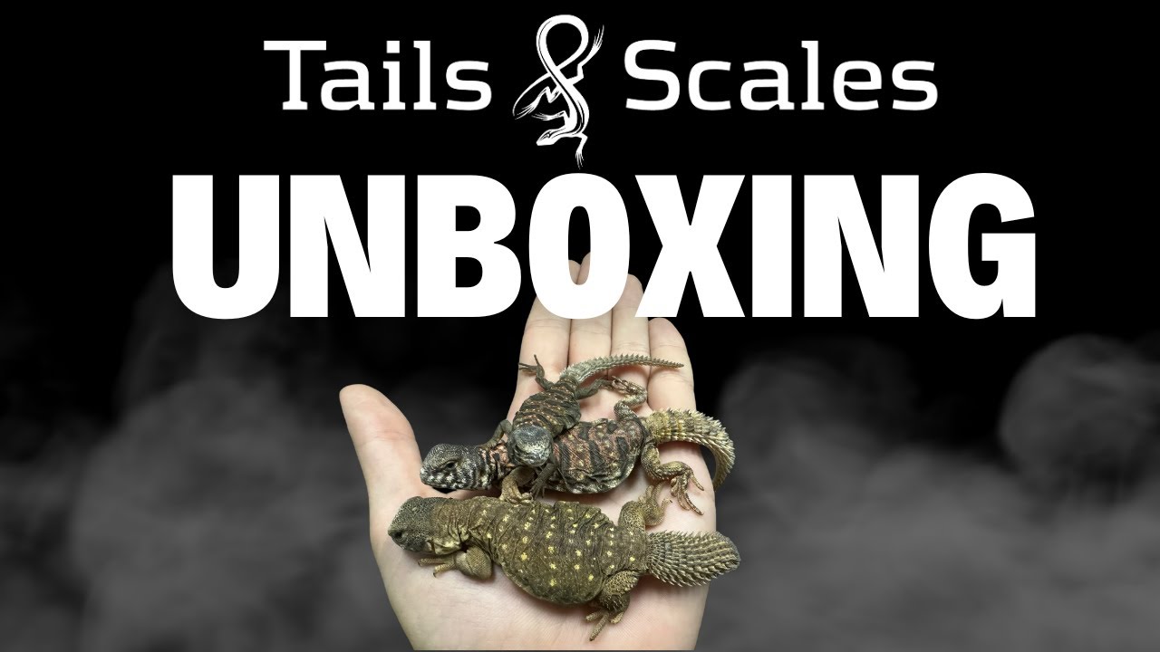 Tails and Scales Reptile Unboxing - Captive Bred Uromastyx