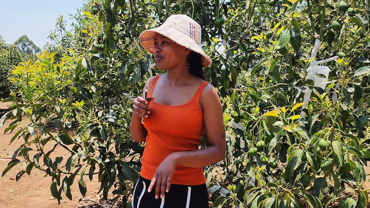 Mastering HASS Avocados; Fruiting Stages, Pest Control & Sweet Pawpaw Hacks