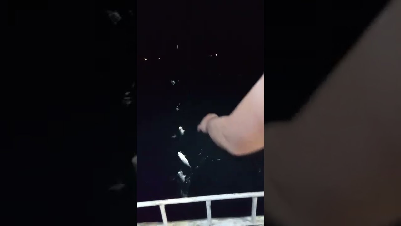 مدبحة صيد الباغه والكسقمري