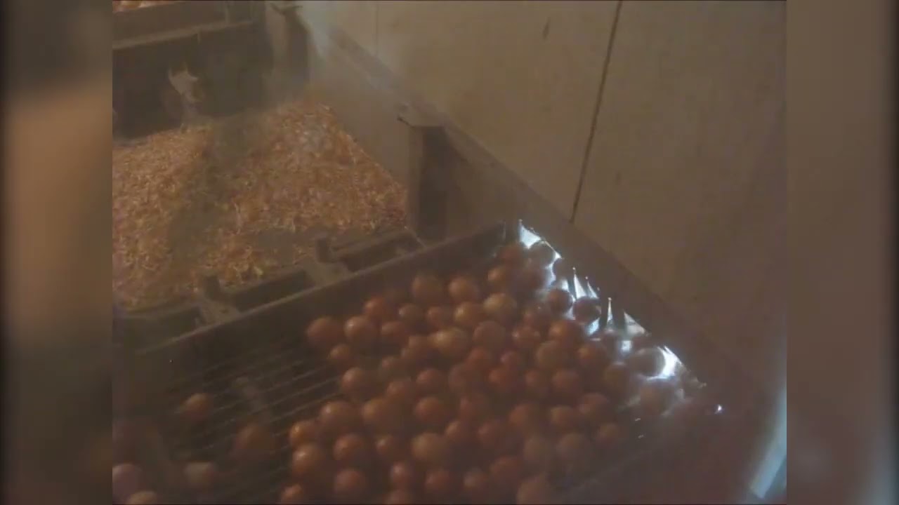 Eqraft * Onion topper