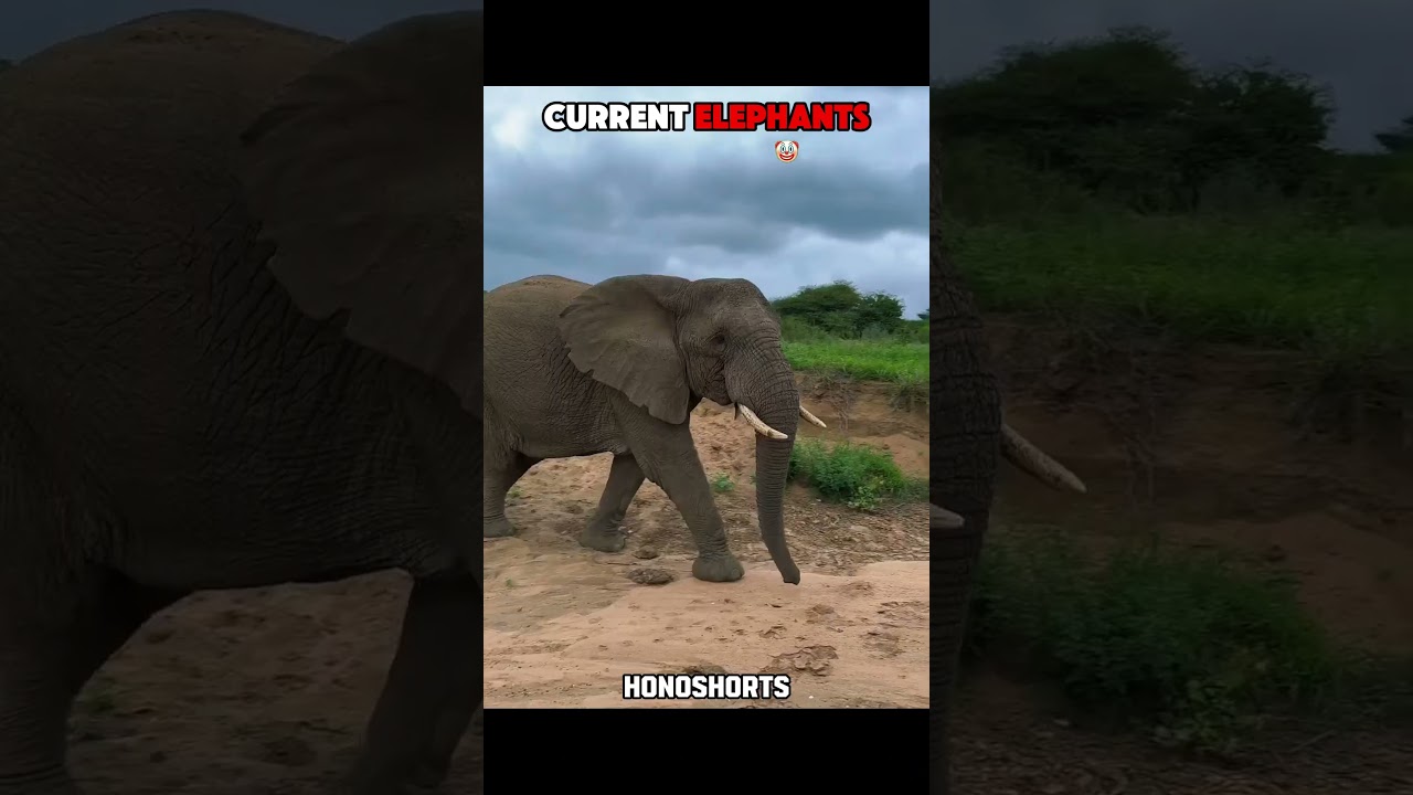 Last Elephant is Insane! #shorts #elephant