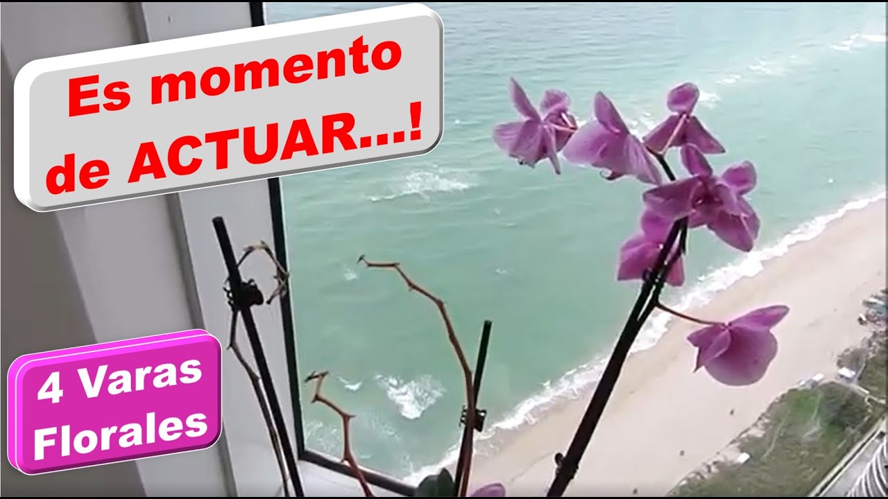 Como CORTAR la vara flora de una ORQUIDEA que tiene las flores marchitas y secas. 4 CASOS  #283