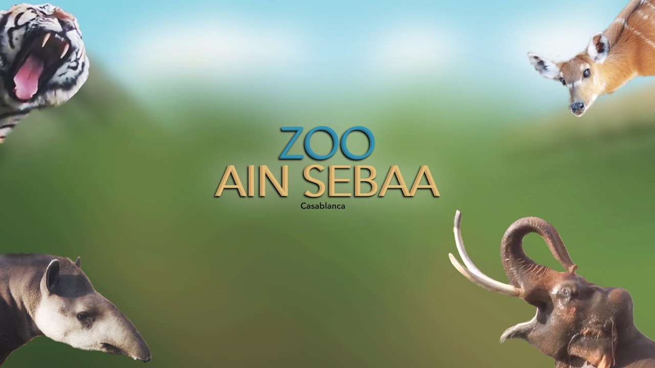 Le Nouveau Zoo de Ain Sebaa #lion #animaux #animals #africa #asia 