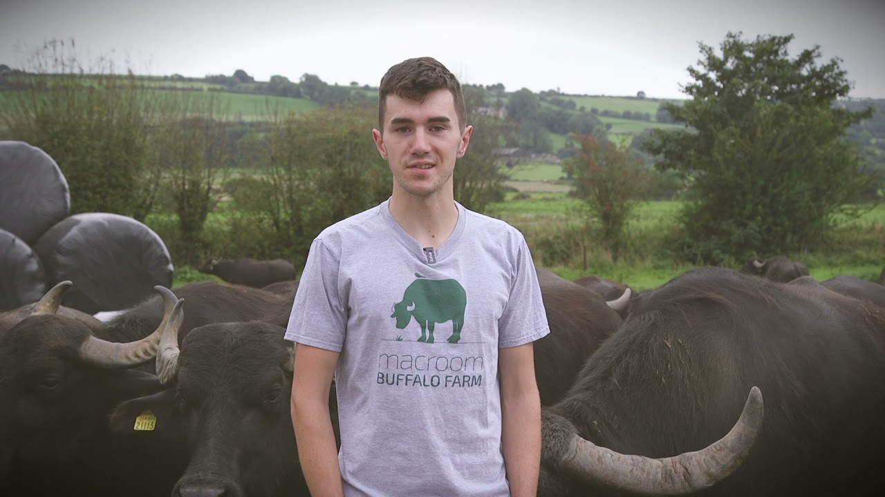 Macroom Buffalo Farm