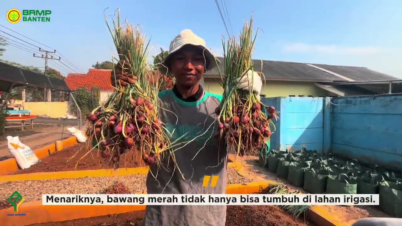 BRMP Banten Panen Bawang Merah di Taman Agromodern