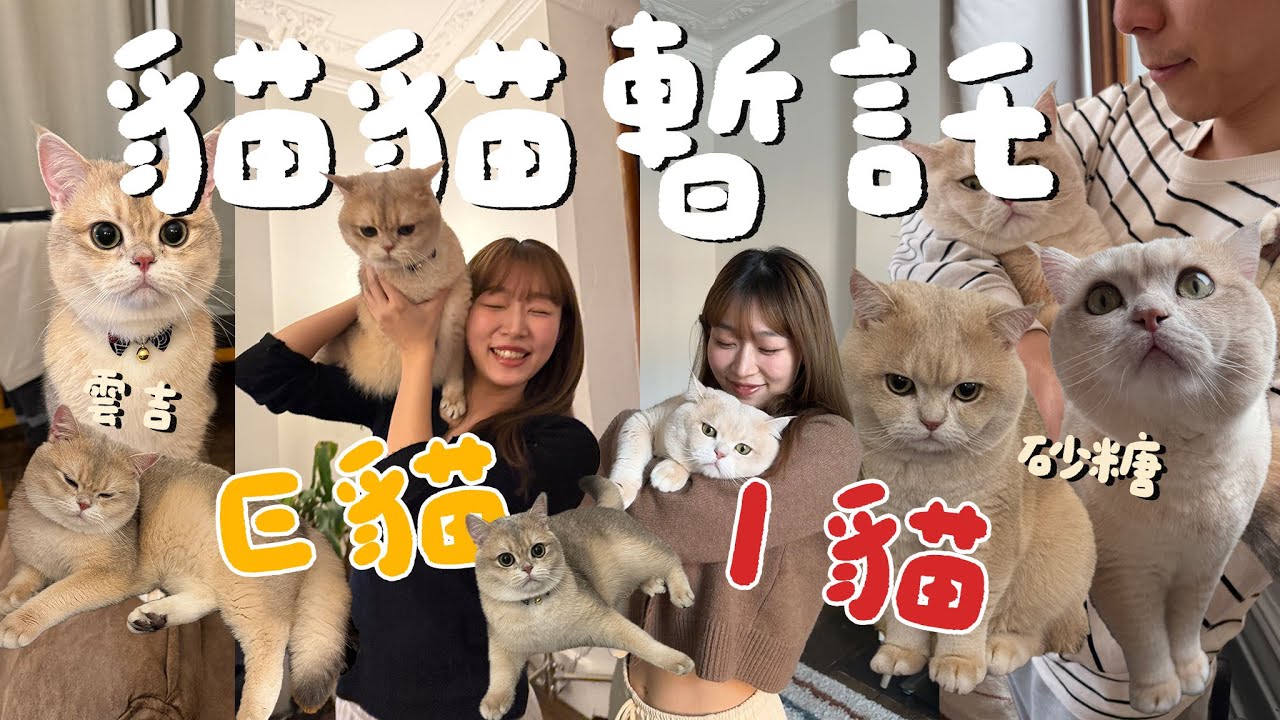 【暫託記】這兩隻貓貓也太相似了吧!!｜I貓和E貓相遇｜兩隻都瘋狂反肚和煲水｜韓式day｜Jarvis&Isabella