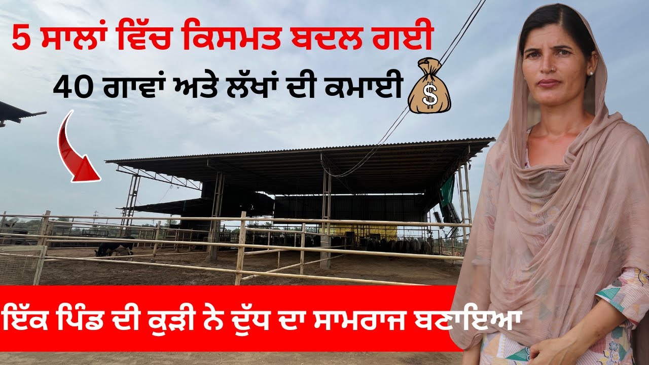5 ਸਾਲਾਂ ਵਿੱਚ ਕਿਸਮਤ ਬਦਲ ਗਈ || 40 ਗਾਵਾਂ ਅਤੇ ਲੱਖਾਂ ਦੀ ਕਮਾਈ || Manpreet || #punjab #cow #haryana